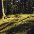 Moosbewachsener, von schrägen Sonnenstrahlen erleuchteter Waldboden